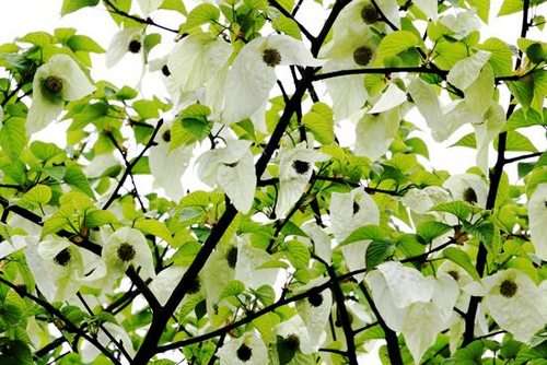 旅行攻略 旅游资讯 以"珙桐花乡,美丽水田"为
